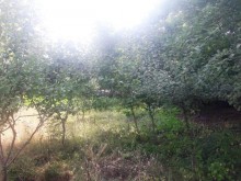 Satılır Torpaq, Qəbələ.ş-5