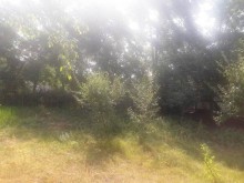 Satılır Torpaq, Qəbələ.ş-7