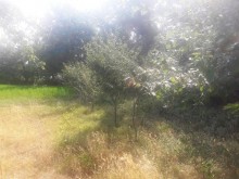Satılır Torpaq, Qəbələ.ş-11