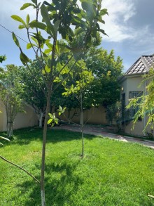 Satılır Həyət evi, Xəzər.r, Qala-7