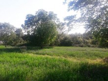 Satılır Torpaq, Qəbələ.ş-7