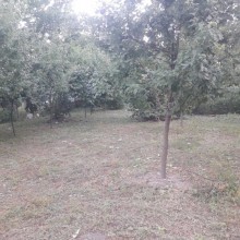Satılır Torpaq, Qəbələ.ş-4