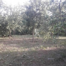 Satılır Torpaq, Qəbələ.ş-5