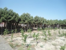 şüvəlan ev satışı, -8