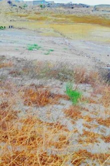 Satılır Torpaq, Səbail.r, Badamdar-2