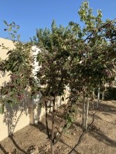Satılır Həyət evi, Sabunçu.r, Albalı-12