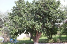 Satılır Həyət evi, Sumqayıt.ş-12