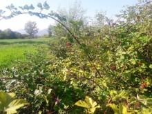 Satılır Torpaq, Qəbələ.ş-1