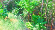 Satılır Torpaq, Səbail.r, Badamdar-2