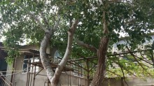 Satılır Həyət evi, Abşeron.r, Novxanı-4