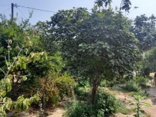 Satılır Torpaq, Suraxanı.r, Bülbülə, Koroğlu.m-4