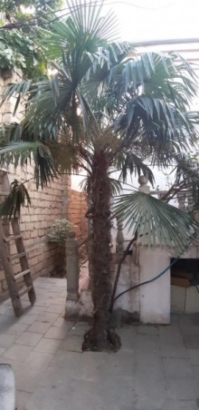 qaracuxur bag evi almaq, -14