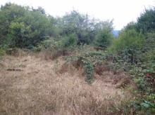 Satılır Torpaq, Şamaxı.ş-1