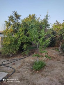 Kirayə (Aylıq) Həyət evi, Sabunçu.r, Zabrat, Koroğlu.m-3