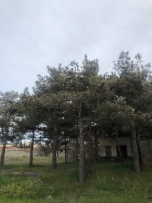 Satılır Torpaq, Xəzər.r, Şüvəlan, Koroğlu.m-15