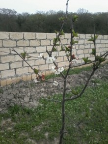 Satılır Torpaq, Xaçmaz.ş-1