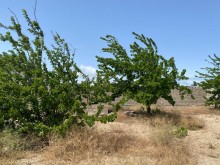 Satılır Torpaq, Xəzər.r, Mərdəkan, Koroğlu.m-6