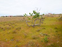 Satılır Torpaq, Sabunçu.r, Nardaran-11