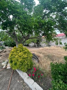 torpaq sahesi suvelan, -3