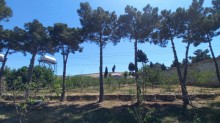 Novxanıda geniş yaşıllıq zonası olan hovuzlu villa satılır, -19