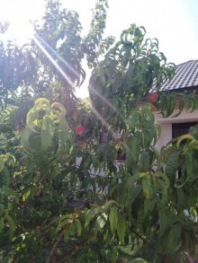 buzovnada bag evi almaq, -7