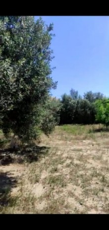 bilgeh torpaq elani, -1