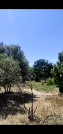 bilgeh torpaq elani, -4