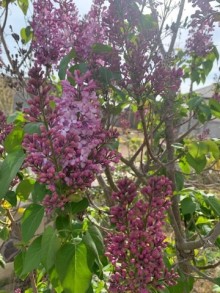 suvelanda heyet evi almaq  65   kv/m, -18