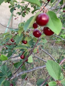 suvelanda heyet evi almaq  65   kv/m, -20