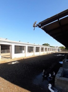 Satılır Obyekt, Sabunçu.r, Ramana-7