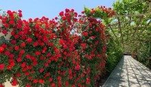Kirayə (Aylıq) Villa, Sabunçu.r, Nardaran-15