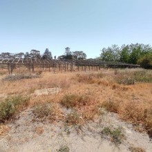 suvelanda torpaq elanlari, -1