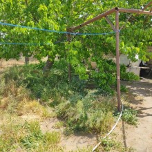 suvelanda torpaq elanlari, -3