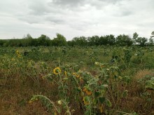 shamaxida torpaq satilir . təcili, -3