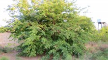 novxanida torpaqlarin satisi alqi satqisi 17 sot, -12