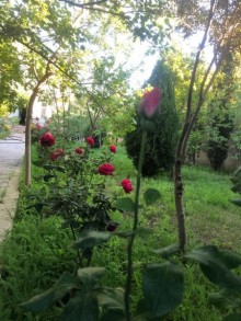 novxanida sariqaya baglarinda heyet evlri, -6