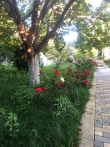 novxanida sariqaya baglarinda heyet evlri, -7