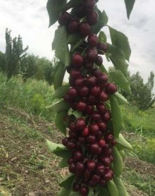 xacmazda gilas bagi satilir 4 hektar, -5