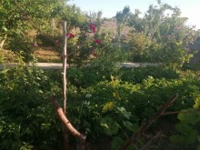 Buzovnada ev bag evi almaq, -14