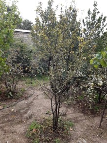 Bakixanovda torpaq almaq, -4