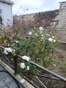 zabratda heyet evleri, -15