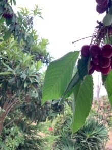 Nabrdanda heyet evleri, -5