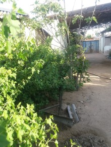 mastagada satilan evler, -2