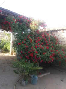 mastagada satilan evler, -3