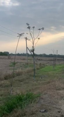 Nabran torpaq satisi, -6