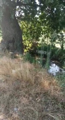 Nabran Tel bulağ kəndində 18 sotluğ bağ almaq, -1