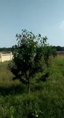 Nabran Tel bulağ kəndində 18 sotluğ bağ almaq, -6
