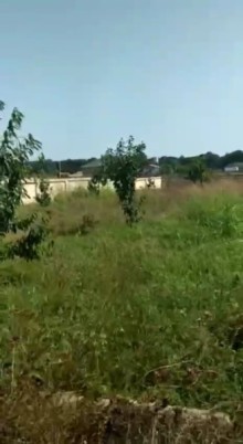 Nabran Tel bulağ kəndində 18 sotluğ bağ almaq, -8