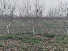 Nabranin Xuray kəndində hazir biznes satilir, -2