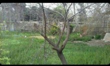 Torpaq almaq-Bakı-M.Ə.Rəsulzadə q, -1